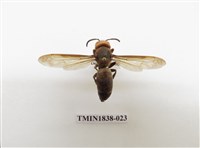 藏品(擬大虎頭蜂)的圖片